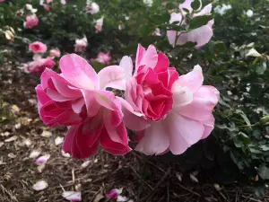 Cowra Rose Garden