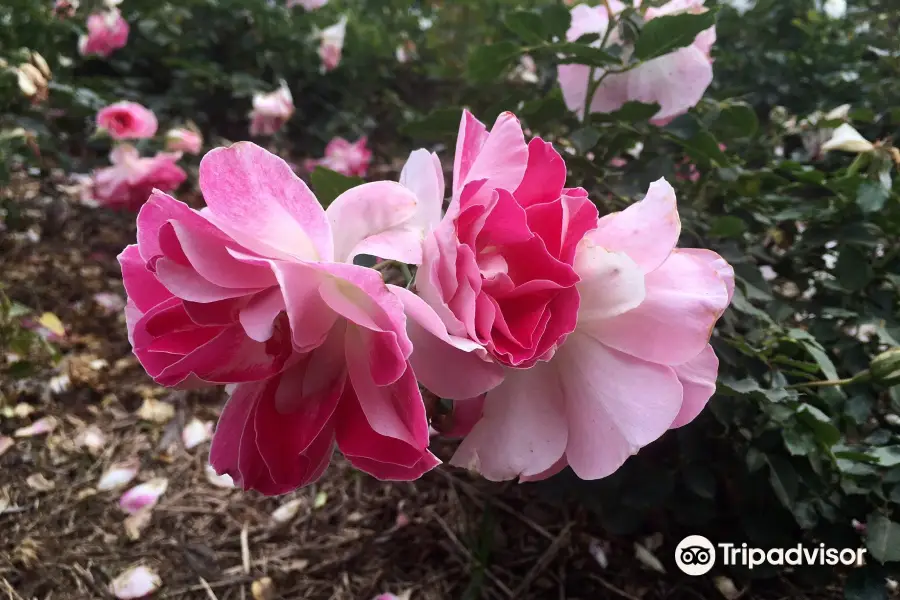 Cowra Rose Garden