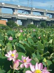 Haraichi Swamp