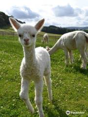 Velvet Hall Alpacas