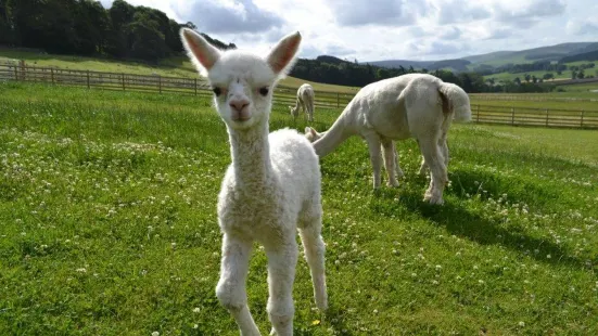 Velvet Hall Alpacas