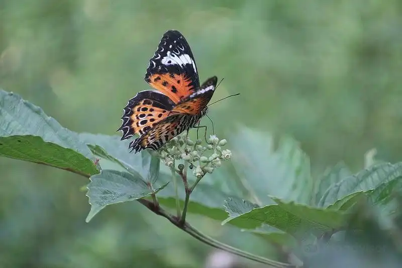Hotels near Mystic Woods by The Butterfly Conservatory Of Goa