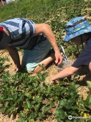 Taylor Strawberry Farm