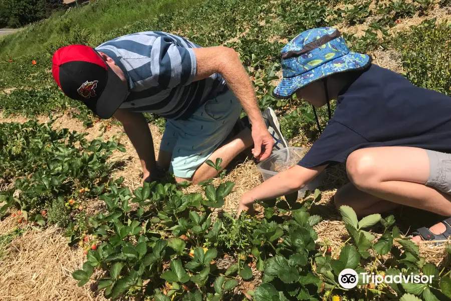 Taylor Strawberry Farm