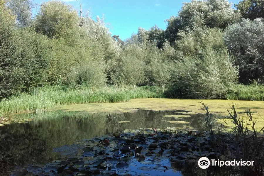 Bowthorpe Marsh