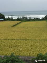 Changguang Terraced Fields