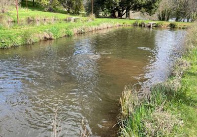 Mountain Fresh Trout & Salmon Farm