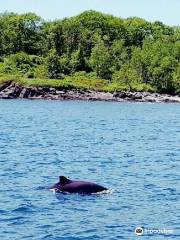 Casco Bay Adventures