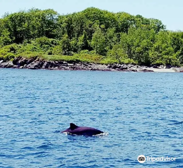 Casco Bay Adventures