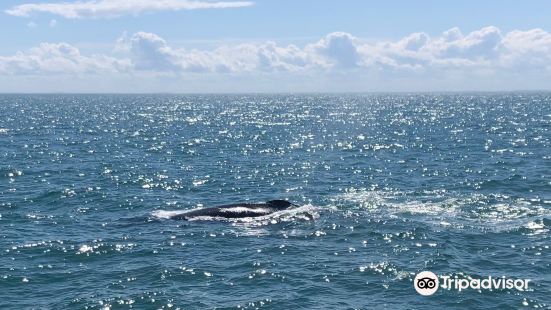 Plymouth Whale Watching