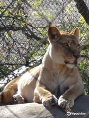 亨利維拉斯動物園