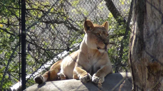 亨利維拉斯動物園