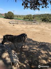 Zoo Safari Wildlife Adventure