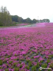 市貝町芝ざくら公園