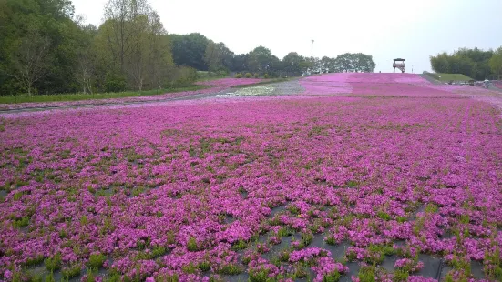 市貝町芝ざくら公園