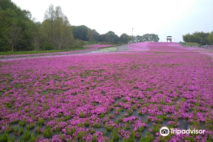 Ichikaimachi Shibazakura Park