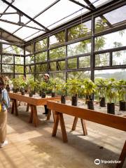 Terreno di Caffè Hacienda Alsacia di Starbucks