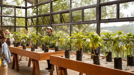 Terreno di Caffè Hacienda Alsacia di Starbucks