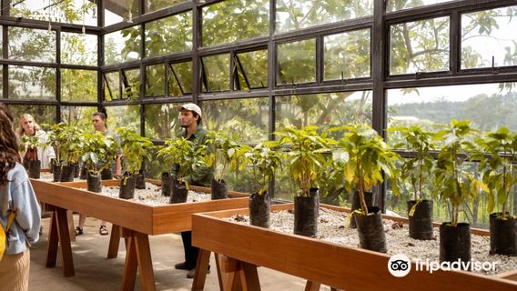 Hacienda Alsacia Starbucks Coffee Farm