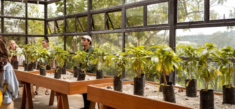Hacienda Alsacia Starbucks Coffee Farm