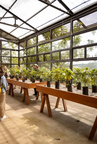 Hacienda Alsacia Starbucks Coffee Farm