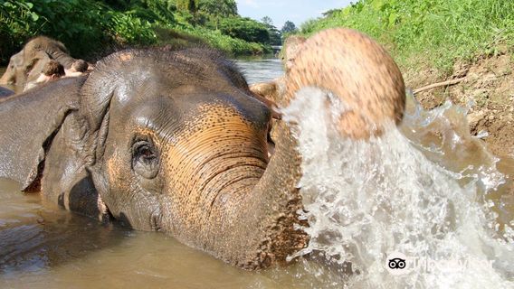 Maerim Elephant Sanctuary