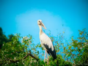 Thung Nham Bird Park