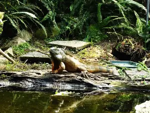 Ti Point Reptile Park