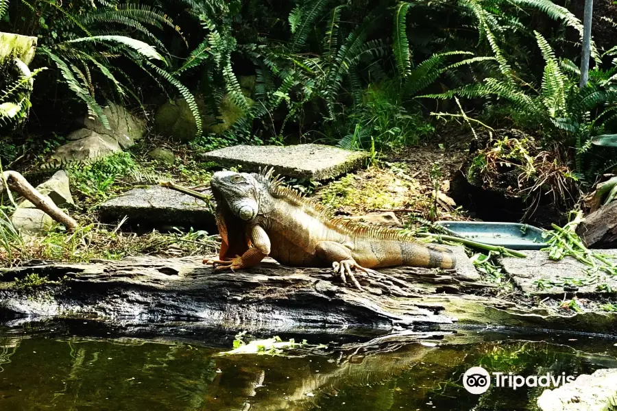 Ti Point Reptile Park