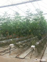 Ricardoes Tomatoes