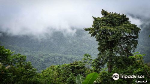 Tobago Forest Reserve