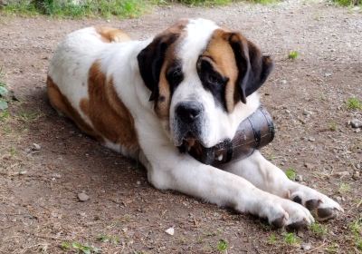 Elevage des Saint-Bernard du Pays du Mont Blanc et Pension Canine toutes races