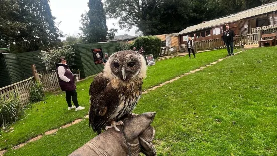 The Falconry Centre