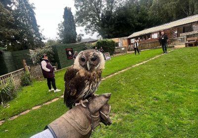 The Falconry Centre