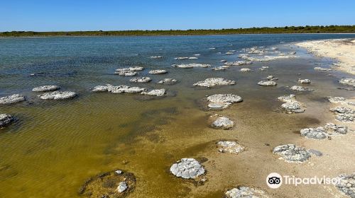 Stromatolites