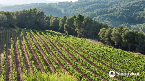 Castellroig Finca Sabate I Coca