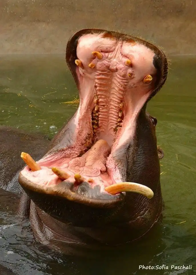 Các khách sạn gần Belgrade Zoo