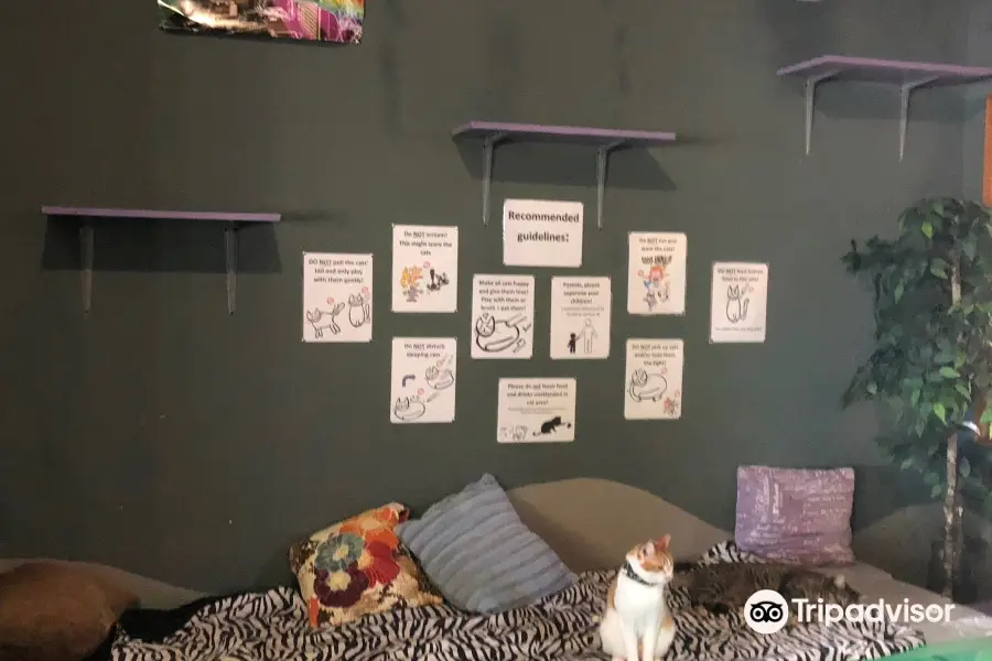 Organic Cat Cafe & Listening Lounge