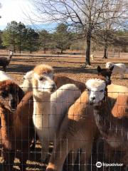 A Stroka Gene-Us Alpacas