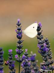 Crystal Brook Lavender Farm