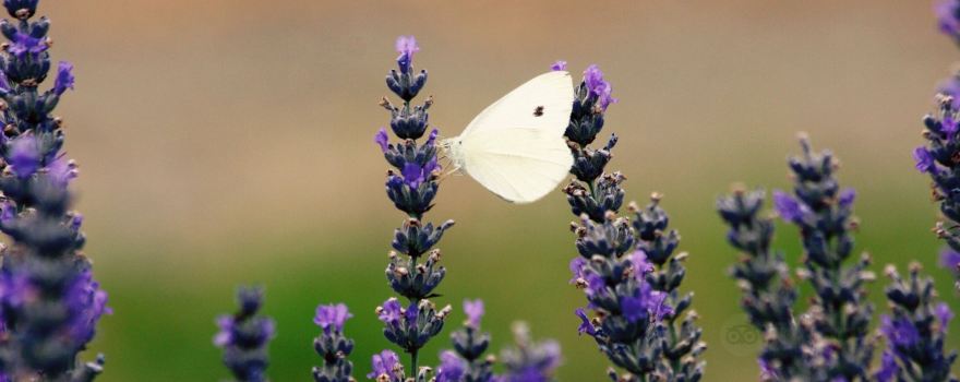 Crystal Brook Lavender Farm