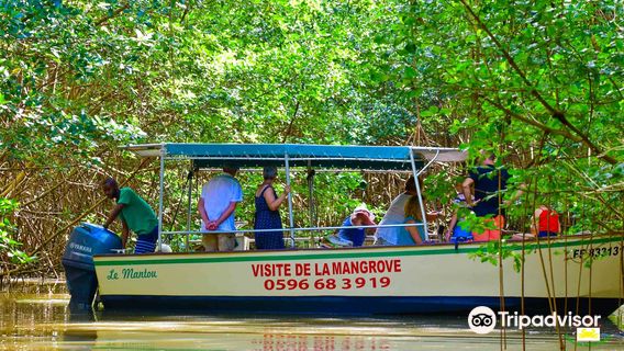 Le Mantou Excursion Mangrove Martinique