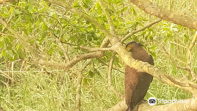 Pilibhit Tiger Reserve