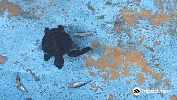 Turtle Hatchery Project