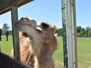 ゴーンツ・ワイルド・サファリ