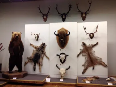 Kaunas Tadas Ivanauskas Museum of Zoology