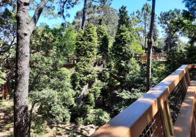 Treetop Walk Serralves