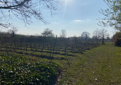 Winery Kranenburg