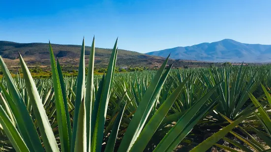 Mezcalería Sabor a Mitla