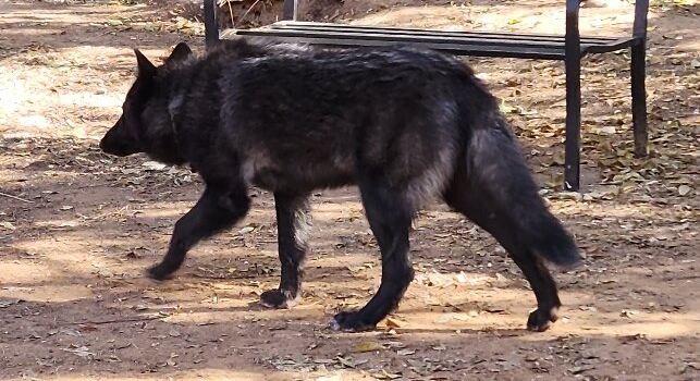 Medicine Wheel Lodge Wolf Sanctuary